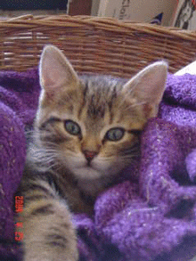 chouchou